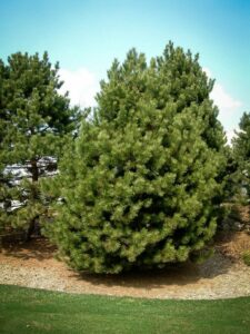 Сосна Чёрная (Pinus Nigra) купить по цене от 270.00р. в интернет-магазине «Посадика» с доставкой почтой в в Высоковске и по всей России – [изображение №1].