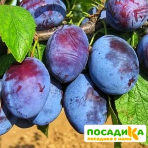 Слива Чачакская ранняя купить по цене от 229.00р. в интернет-магазине «Посадика» с доставкой почтой в в Высоковске и по всей России – [изображение №1].