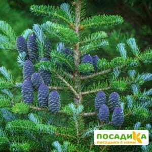 Пихта корейская (Abies koreana) купить по цене от 450.00р. в интернет-магазине «Посадика» с доставкой почтой в в Высоковске и по всей России – [изображение №1].