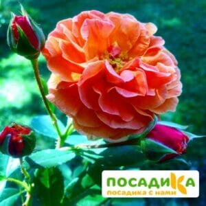 Роза Арабия купить по цене от 350.00р. в интернет-магазине «Посадика» с доставкой почтой в в Высоковске и по всей России – [изображение №1].