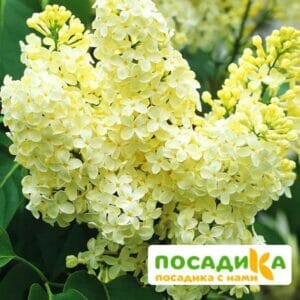 Сирень Примроуз (Primrose) купить по цене от 529.00р. в интернет-магазине «Посадика» с доставкой почтой в в Высоковске и по всей России – [изображение №1].