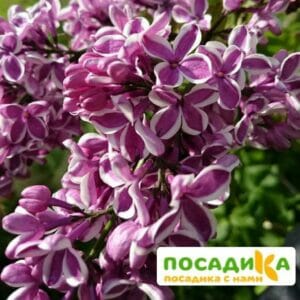 Сирень Сенсация купить по цене от 529.00р. в интернет-магазине «Посадика» с доставкой почтой в в Высоковске и по всей России – [изображение №1].