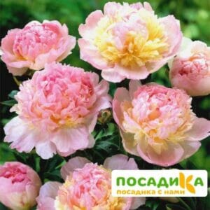 Пион Распберри Сандей (Paeonia Raspberry Sundae) купить по цене от 959р. в интернет-магазине «Посадика» с доставкой почтой в в Высоковске и по всей России – [изображение №1].