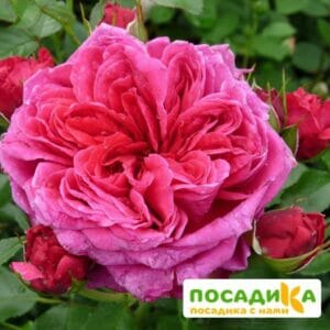 Шраб Роза Соул купить по цене от 390.00р. в интернет-магазине «Посадика» с доставкой почтой в в Высоковске и по всей России – [изображение №1].