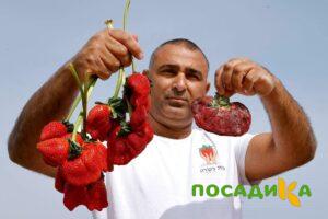 Клубника Гигант Джорнея купить по цене от 266р. в интернет-магазине «Посадика» с доставкой почтой в в Высоковске и по всей России – [изображение №1].