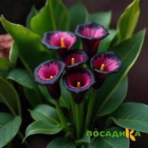 Калла Аура Лейс купить по цене от 400р. в интернет-магазине «Посадика» с доставкой почтой в в Высоковске и по всей России – [изображение №1].