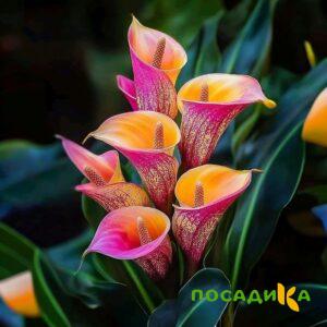 Калла Оникс купить по цене от 450р. в интернет-магазине «Посадика» с доставкой почтой в в Высоковске и по всей России – [изображение №1].