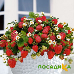 Клубника Рубиновый Шепот (горшечная) купить по цене от 240р. в интернет-магазине «Посадика» с доставкой почтой в в Высоковске и по всей России – [изображение №1].