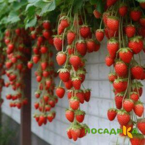 Клубника вьющаяся Комплимент купить по цене от 470р. в интернет-магазине «Посадика» с доставкой почтой в в Высоковске и по всей России – [изображение №1].