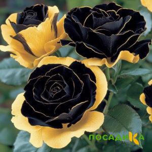 Роза Ханни Сикл купить по цене от 700р. в интернет-магазине «Посадика» с доставкой почтой в в Высоковске и по всей России – [изображение №1].