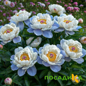Пион акварельный Этюд купить по цене от 806р. в интернет-магазине «Посадика» с доставкой почтой в в Высоковске и по всей России – [изображение №1].