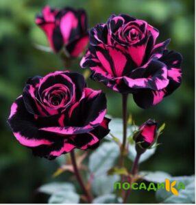 Роза Багровый Шепот купить по цене от 366р. в интернет-магазине «Посадика» с доставкой почтой в в Высоковске и по всей России – [изображение №1].