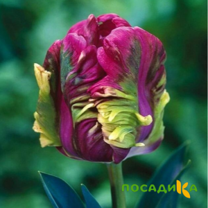 Тюльпан Экзотик Хэвен купить по цене от 186р. в интернет-магазине «Посадика» с доставкой почтой в в Высоковске и по всей России – [изображение №1].