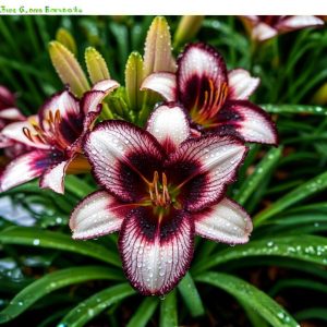 Лилейник Крим Сикл купить по цене от 799р. в интернет-магазине «Посадика» с доставкой почтой в в Высоковске и по всей России – [изображение №1].