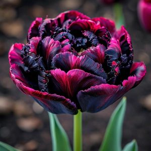 Тюльпан Фламинго купить по цене от 500р. в интернет-магазине «Посадика» с доставкой почтой в в Высоковске и по всей России – [изображение №1].