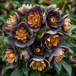 Морозник Блум Айс купить по цене от 499р. в интернет-магазине «Посадика» с доставкой почтой в в Высоковске и по всей России – [изображение №1].