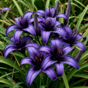 Лилейник Блю Айрис купить по цене от 324р. в интернет-магазине «Посадика» с доставкой почтой в в Высоковске и по всей России – [изображение №1].