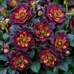 Морозник Сноу Дроп купить по цене от 348р. в интернет-магазине «Посадика» с доставкой почтой в в Высоковске и по всей России – [изображение №1].