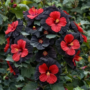 Гибискус Шиммеринг купить по цене от 720р. в интернет-магазине «Посадика» с доставкой почтой в в Высоковске и по всей России – [изображение №1].