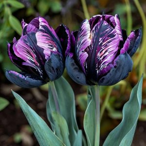 Тюльпан Блэк Каньон купить по цене от 305р. в интернет-магазине «Посадика» с доставкой почтой в в Высоковске и по всей России – [изображение №1].
