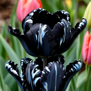 Тюльпан Шелк Нуар купить по цене от 219р. в интернет-магазине «Посадика» с доставкой почтой в в Высоковске и по всей России – [изображение №1].