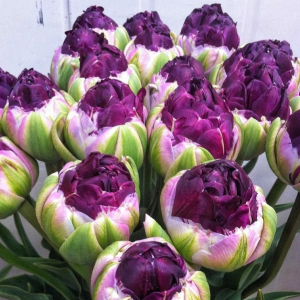 Тюльпан Анаконда купить по цене от 450р. в интернет-магазине «Посадика» с доставкой почтой в в Высоковске и по всей России – [изображение №1].