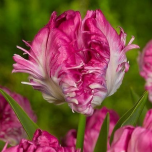 Тюльпан махровый Кул Кристал купить по цене от 400р. в интернет-магазине «Посадика» с доставкой почтой в в Высоковске и по всей России – [изображение №1].