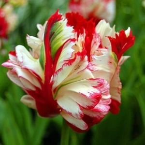 Тюльпан Эстелла Рижнвельд купить по цене от 500р. в интернет-магазине «Посадика» с доставкой почтой в в Высоковске и по всей России – [изображение №1].