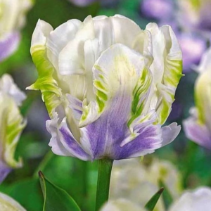 Тюльпан Уайт Лизарт купить по цене от 360р. в интернет-магазине «Посадика» с доставкой почтой в в Высоковске и по всей России – [изображение №1].