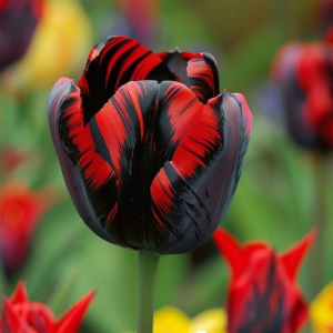 Тюльпан Блэк Перрот купить по цене от 351р. в интернет-магазине «Посадика» с доставкой почтой в в Высоковске и по всей России – [изображение №1].