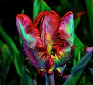 Тюльпан Эирпрайз купить по цене от 270р. в интернет-магазине «Посадика» с доставкой почтой в в Высоковске и по всей России – [изображение №1].