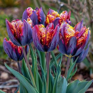 Тюльпан Опал Дрим купить по цене от 207р. в интернет-магазине «Посадика» с доставкой почтой в в Высоковске и по всей России – [изображение №1].